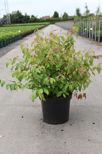 [P] Cornus sanguinea 'Winter Beauty' cont. 10L 60-80 cm +p