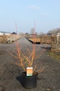 Cornus sanguinea 'Winter Beauty' cont. 10L 60-80 cm +f