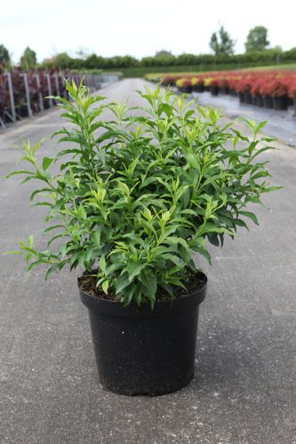 Forsythia intermedia MIKADOR (PBR) cont. 10L 50-60 cm +ф
