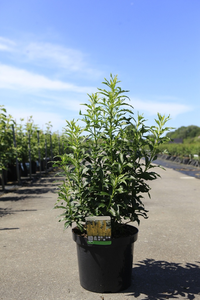 [P] Forsythia intermedia MIKADOR (PBR) cont. 10L 50-60 cm +B