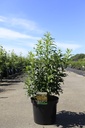 Forsythia intermedia MIKADOR (PBR) cont. 10L 50-60 cm +p