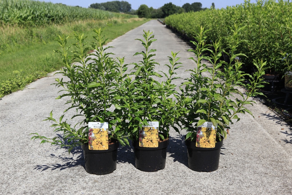 [P] Forsythia intermedia MIKADOR (PBR) cont. 3,6L 30-40 cm +B