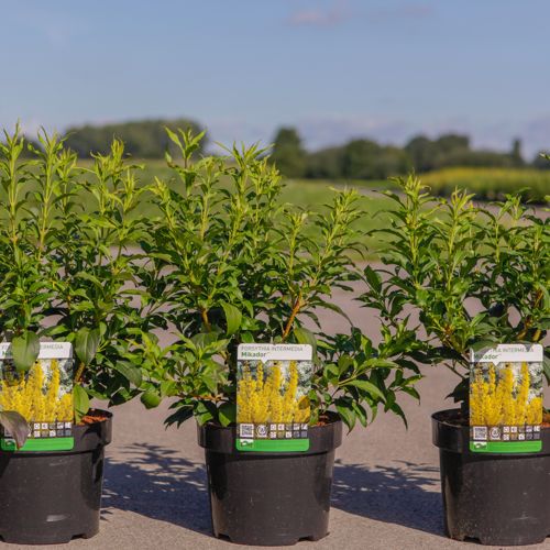 Forsythia intermedia MIKADOR (PBR) cont. 3,6L 30-40 cm +B
