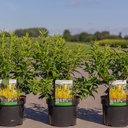 Forsythia intermedia MIKADOR (PBR) cont. 3,6L 30-40 cm +ф