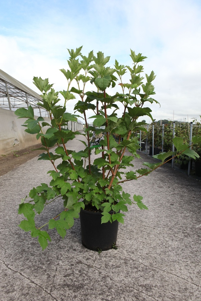 Viburnum trilobum 'Wentworth®' cont. 12L 60-80 cm +f