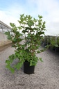 Viburnum trilobum 'Wentworth®' cont. 12L 60-80 cm +f