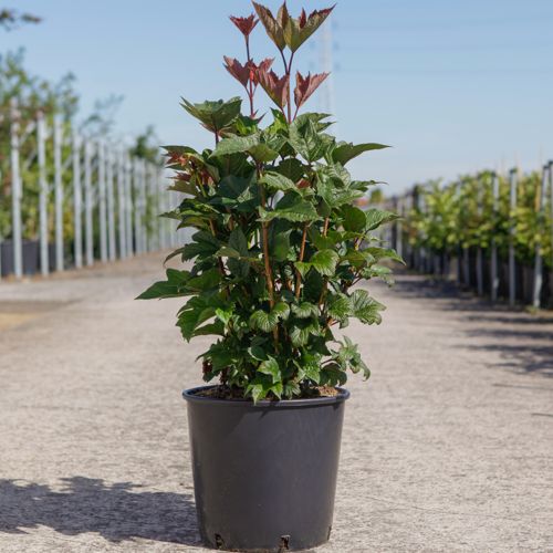 Viburnum trilobum 'Bailey Compact®' cont. 12L 50-60 cm +B