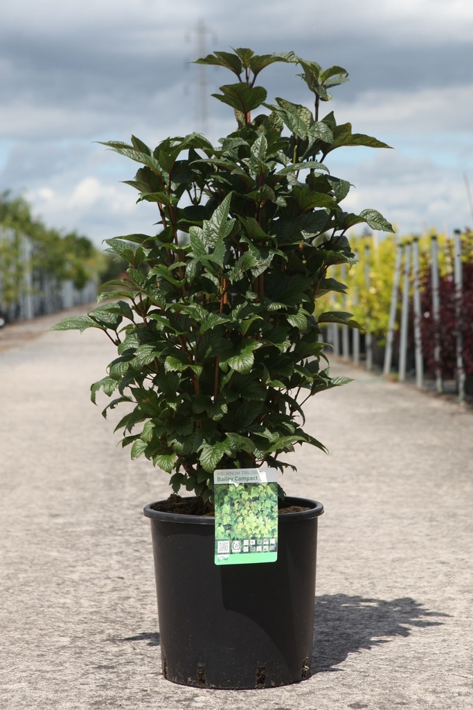 Viburnum trilobum 'Bailey Compact®' cont. 12L 50-60 cm +f