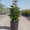 Viburnum trilobum 'Bailey Compact®' cont. 12L 50-60 cm +p