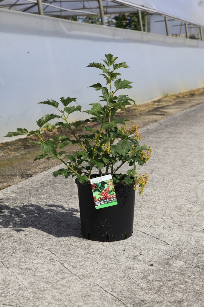 Viburnum opulus 'Compactum' cont. 12L 60/+ cm +f
