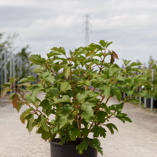 [P] Viburnum opulus 'Compactum' cont. 12L 60/+ cm +p