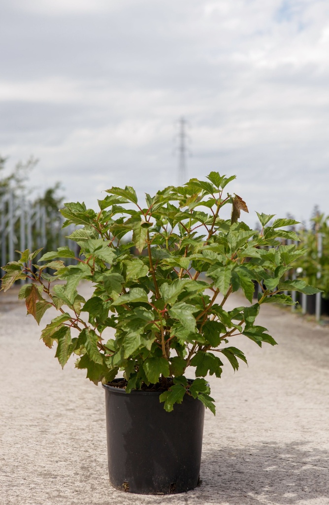 Viburnum opulus 'Compactum' cont. 12L 60/+ cm +p