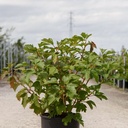 Viburnum opulus 'Compactum' cont. 12L 60/+ cm +ф
