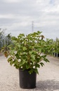 Viburnum opulus 'Compactum' cont. 12L 60/+ cm +p