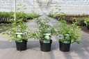 Maclura pomifera cont. 3,6L 40/+ cm +f