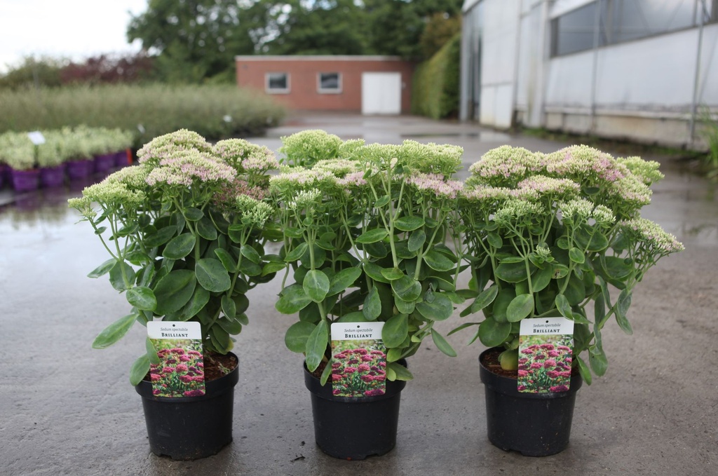 [P] Sedum spectabile 'Brillant' cont. 3,6L +B