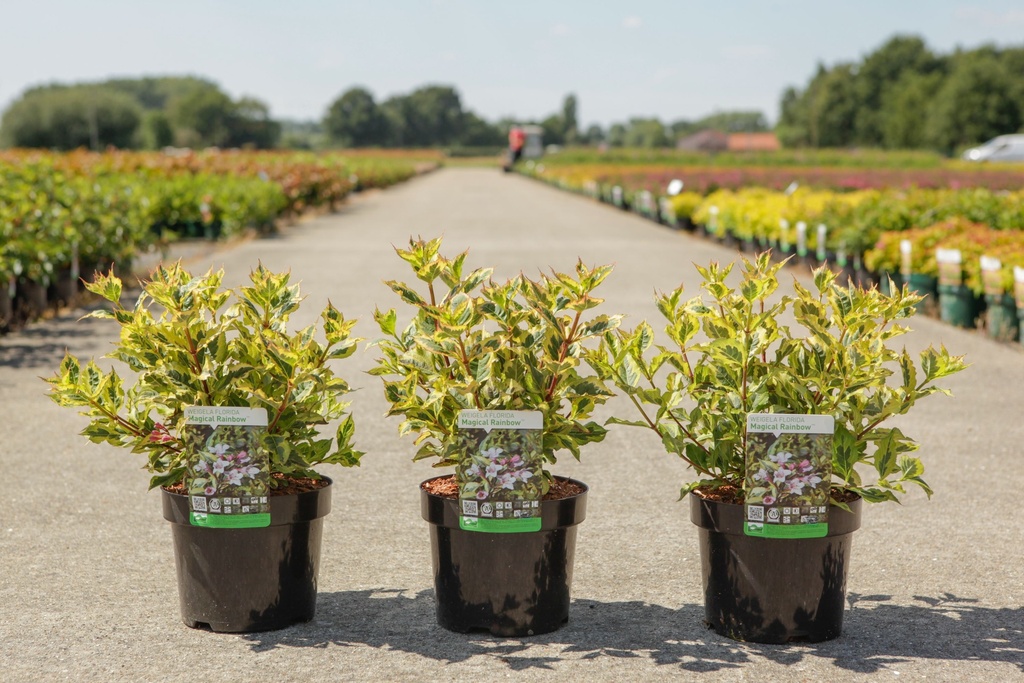 Weigela florida MAGICAL RAINBOW cont. 3,6L 30-40 cm +p
