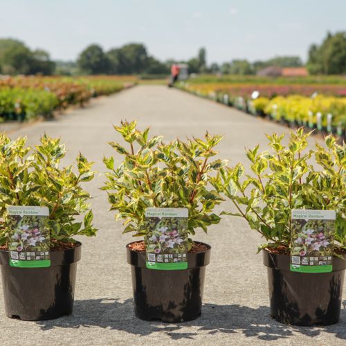 Weigela florida MAGICAL RAINBOW cont. 3,6L 30-40 cm +p