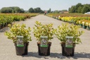 Weigela florida MAGICAL RAINBOW cont. 3,6L 30-40 cm +p
