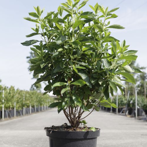 Clethra alnifolia 'Hummingbird' cont. 10L 60/+ cm +B