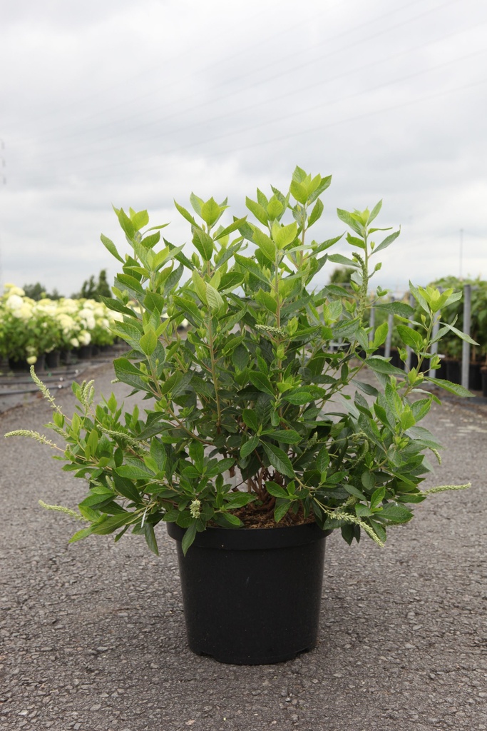 Clethra alnifolia 'Hummingbird' cont. 10L 60/+ cm +p