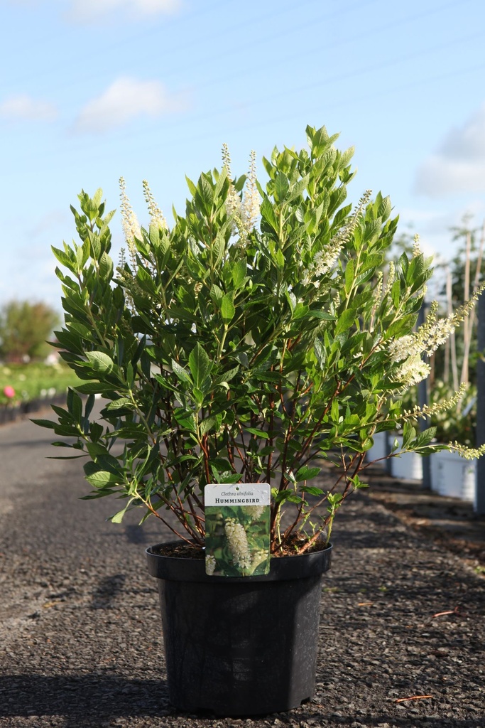 [P] Clethra alnifolia 'Hummingbird' cont. 10L 60/+ cm +p