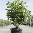 Clethra alnifolia 'Hummingbird' cont. 10L 60/+ cm +B