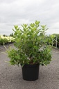 Clethra alnifolia 'Hummingbird' cont. 10L 60/+ cm +p