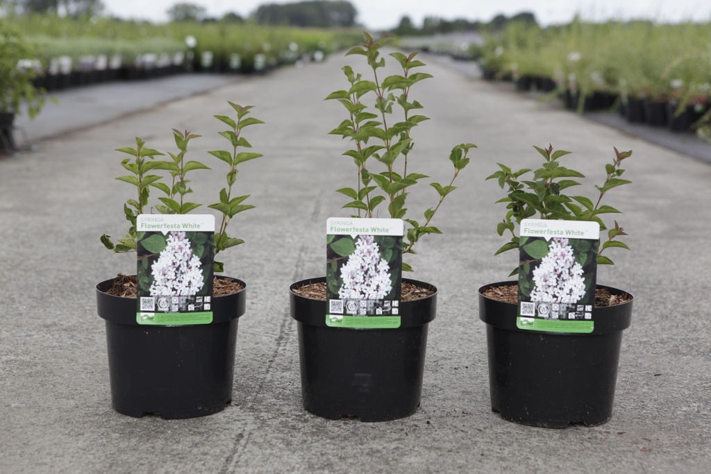 Syringa Flowerfesta® 'White' (PBR) cont. 3,6L 30/+ cm +ф