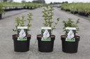 Syringa Flowerfesta® 'White' (PBR) cont. 3,6L 30/+ cm +p
