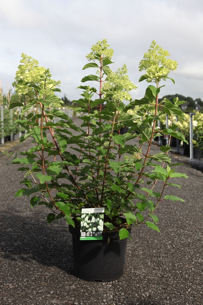 [P] Hydrangea paniculata 'Polar Bear' (PBR) Kont. 10L 50-60 cm +B