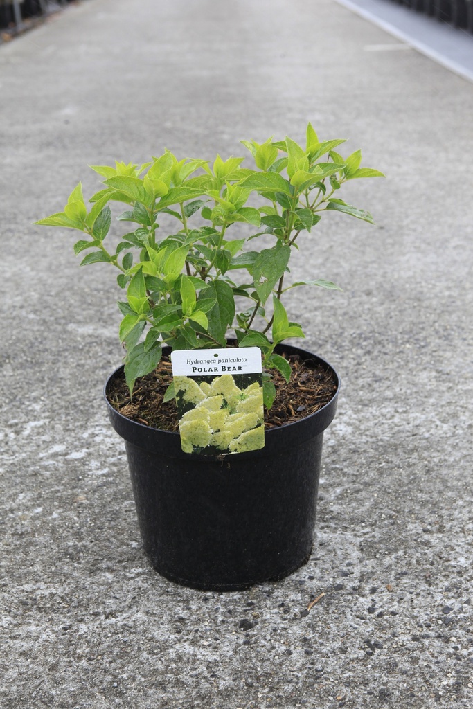 Hydrangea paniculata 'Polar Bear' (PBR) cont. 10L 50-60 cm +ф