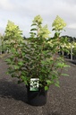 Hydrangea paniculata 'Polar Bear' (PBR) Kont. 10L 50-60 cm +B