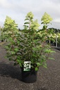 Hydrangea paniculata 'Polar Bear' (PBR) cont. 10L 50-60 cm +p