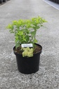 Hydrangea paniculata 'Polar Bear' (PBR) cont. 10L 50-60 cm +p