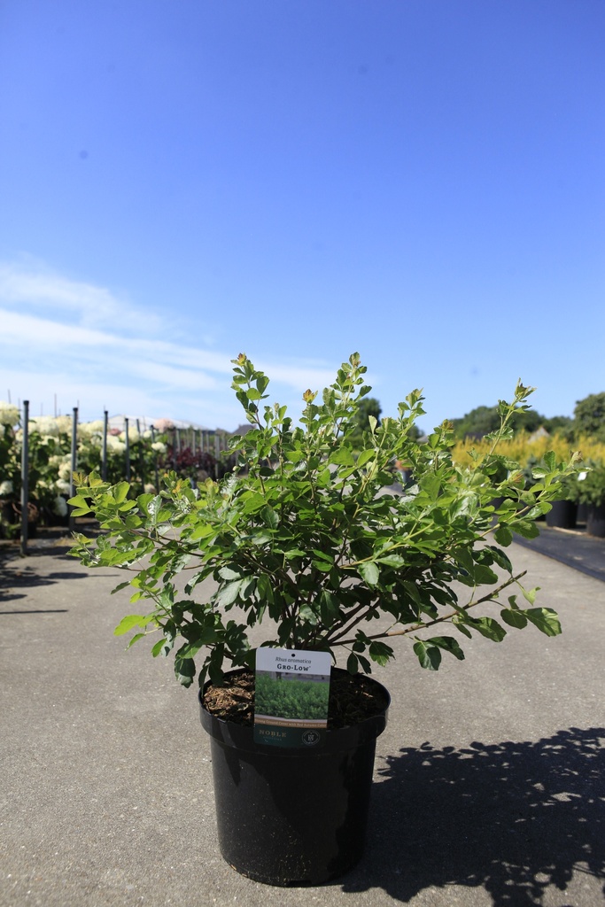 [P] Rhus aromatica 'Gro-Low' Noble® cont. 10L 40-50 cm +p