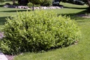 Rhus aromatica 'Gro-Low' Noble® cont. 10L 40-50 cm +f