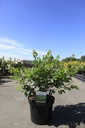 Rhus aromatica 'Gro-Low' Noble® cont. 10L 40-50 cm +p