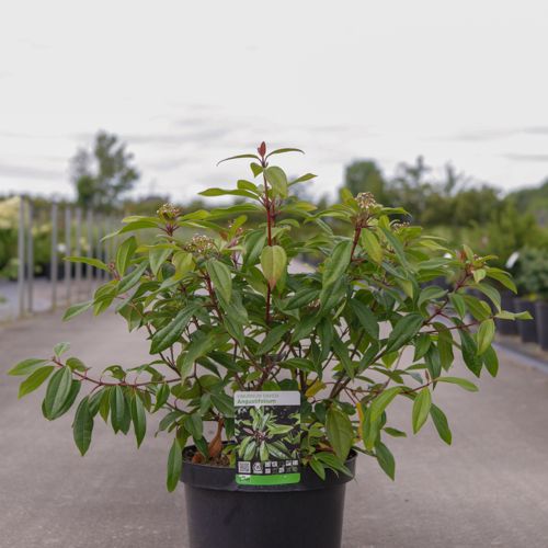 Viburnum davidii 'Angustifolium' cont. 3,6L 25-30 cm +ф