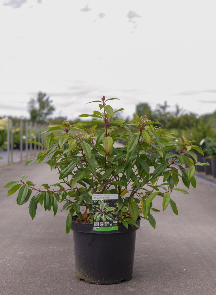 Viburnum davidii 'Angustifolium' cont. 3,6L 25-30 cm +B