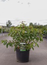 Viburnum davidii 'Angustifolium' cont. 3,6L 25-30 cm +p
