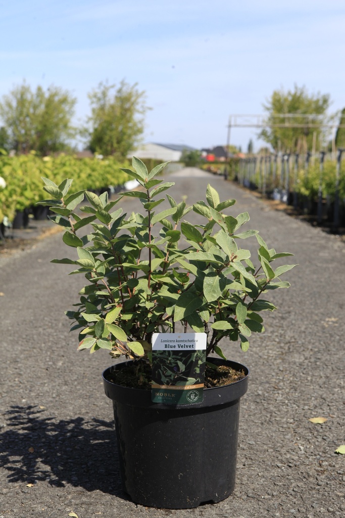Lonicera kamtschatica 'Blue Velvet' cont. 10L 50/+ cm +f