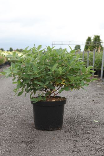 Lonicera kamtschatica 'Blue Velvet' cont. 10L 50/+ cm +p