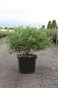 Lonicera kamtschatica 'Blue Velvet' cont. 10L 50/+ cm +ф