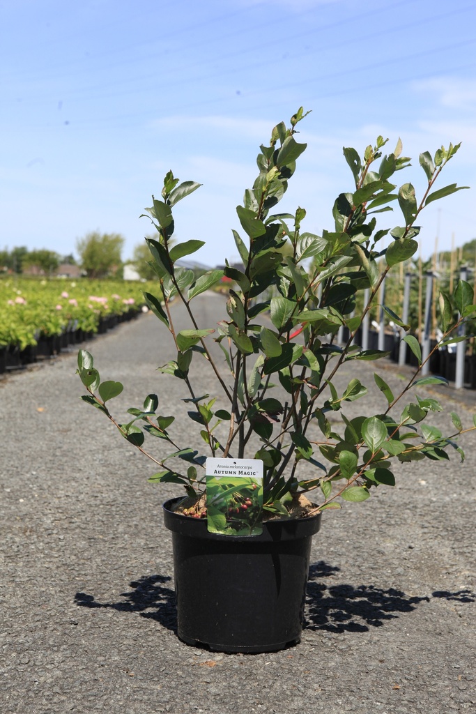 [P] Aronia melanocarpa 'Autumn Magic' cont. 10L 60-80 cm +B