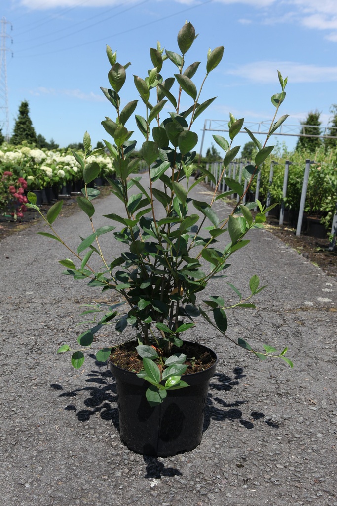 Aronia melanocarpa 'Autumn Magic' cont. 10L 60-80 cm +p
