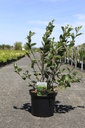 Aronia melanocarpa 'Autumn Magic' Kont. 10L 60-80 cm +B