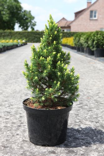 [P] Picea glauca 'Rainbow's end' cont. 5L 40/+ cm