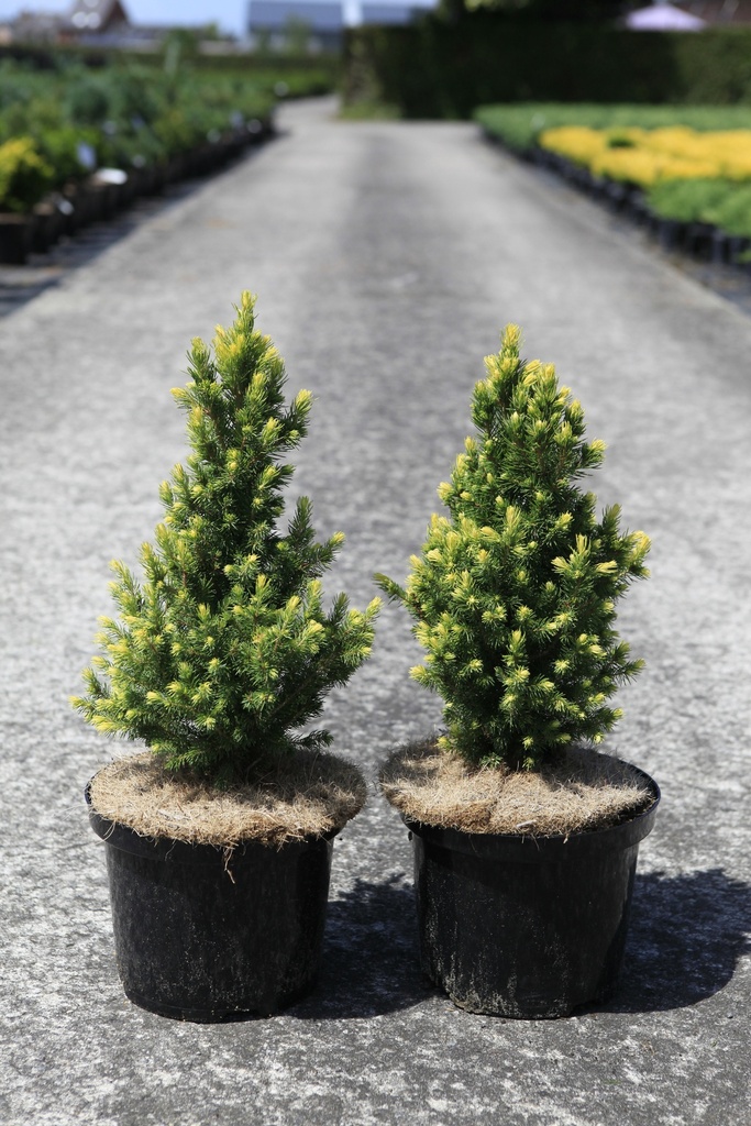 Picea glauca 'Rainbow's end' cont. 5L 40/+ cm