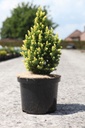 Picea glauca 'Rainbow's end' cont. 5L 40/+ cm